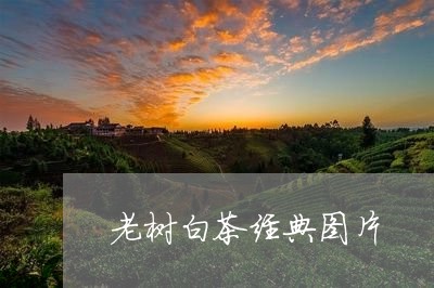 老树白茶经典图片/2023070863935