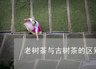 老树茶与古树茶的区别/2023092109383