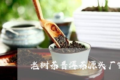 老树茶普洱茶源头厂家/2023081630694