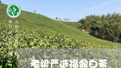 老梁严选福鼎白茶/2023090575027