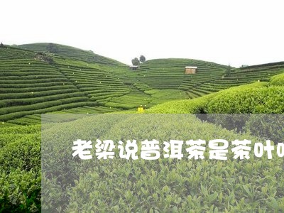 老梁说普洱茶是茶叶吗/2023072328282