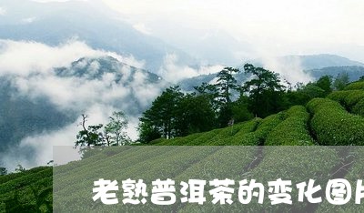 老熟普洱茶的变化图片大全/2023112557149