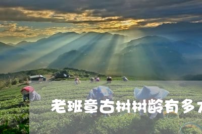 老班章古树树龄有多大/2023092415935