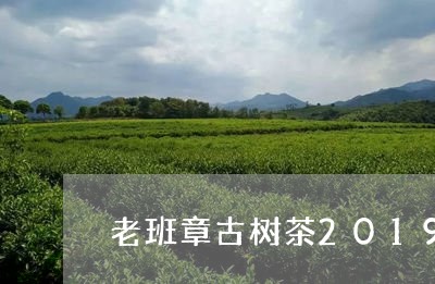 老班章古树茶2019/2023061284927