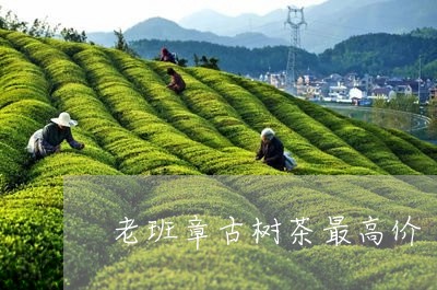 老班章古树茶最高价/2023042872514