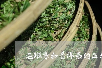 老班章和普洱茶的区别/2023062350595