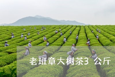 老班章大树茶3公斤/2023042891605