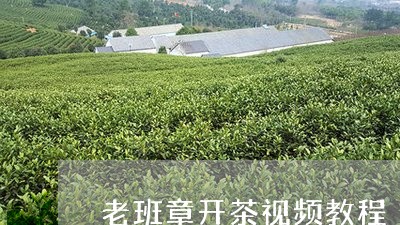 老班章开茶视频教程/2023042888723