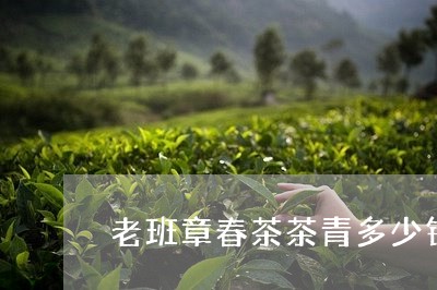 老班章春茶茶青多少钱/2023061200716