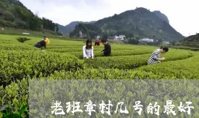 老班章村几号的最好/2023042720371