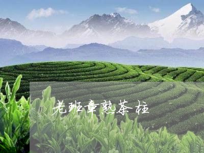 老班章熟茶柱/2023090764917