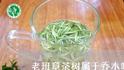 老班章茶树属于乔木吗/2023092473857