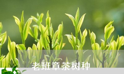 老班章茶树种/2023090754037