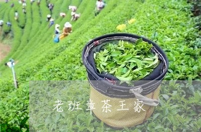 老班章茶王家/2023090750524