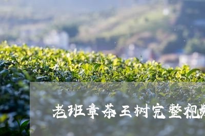 老班章茶王树完整视频/2023092424861