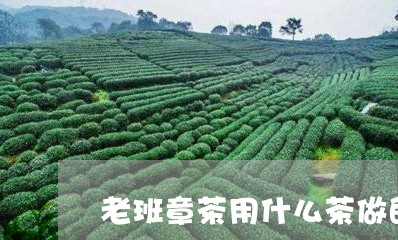 老班章茶用什么茶做的/2023092448372