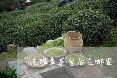 老班章茶皇后在哪里/2023042743927