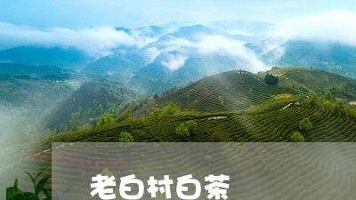 老白村白茶/2023051113170