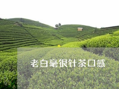 老白毫银针茶口感/2023090717268