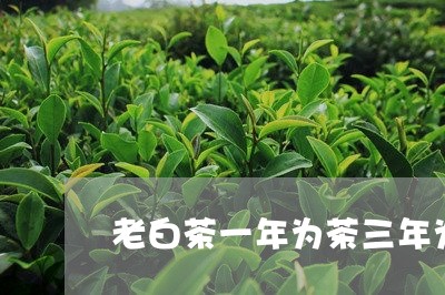 老白茶一年为茶三年为宝/2023110381514