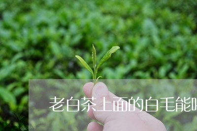 老白茶上面的白毛能喝吗/2023110316472