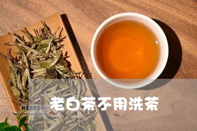 老白茶不用洗茶/2023060988259