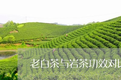 老白茶与岩茶功效对比图/2023110393815