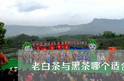 老白茶与黑茶哪个适合存放/2023042753714