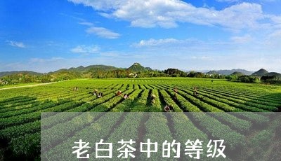 老白茶中的等级/2023060919371