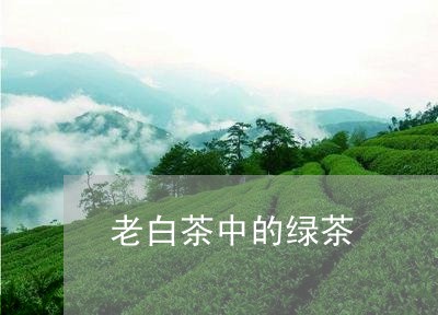 老白茶中的绿茶/2023060949370