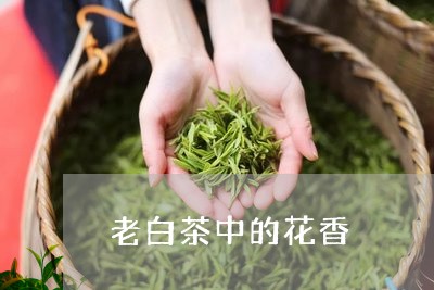 老白茶中的花香/2023060938380