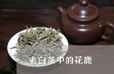 老白茶中的花鹿/2023071385040