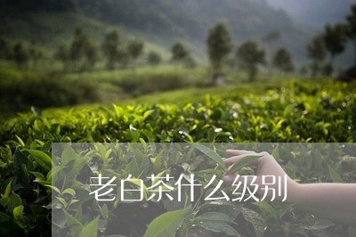 老白茶什么级别/2023060989413