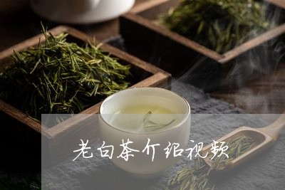 老白茶介绍视频/2023060969482