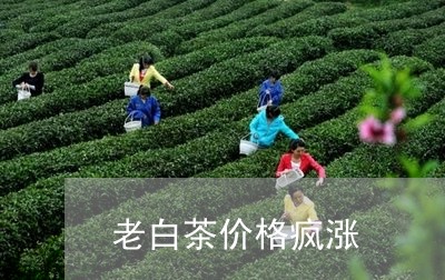 老白茶价格疯涨/2023060974050