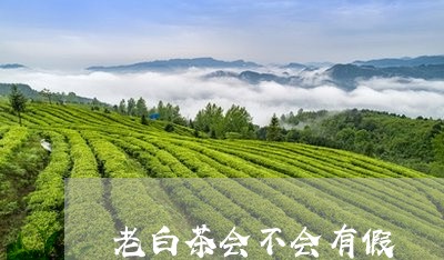 老白茶会不会有假/2023071232726