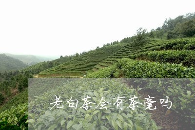 老白茶会有茶毫吗/2023082568372