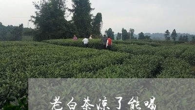 老白茶凉了能喝/2023082656269