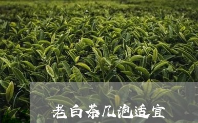 老白茶几泡适宜/2023060946960