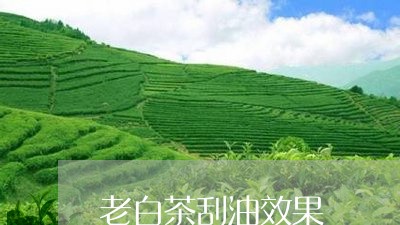 老白茶刮油效果/2023060982715