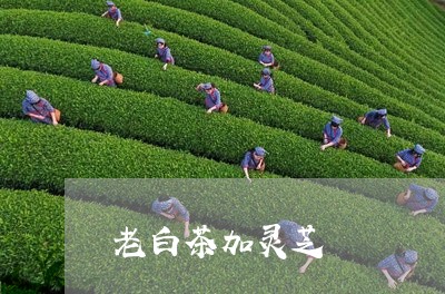 老白茶加灵芝/2023052300481