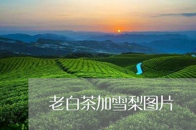 老白茶加雪梨图片/2023071324047