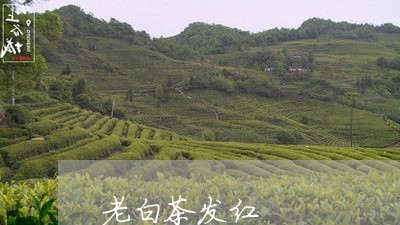 老白茶发红/2023051193727