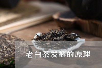 老白茶发酵的原理/2023070722715