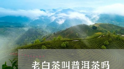 老白茶叫普洱茶吗/2023101640595