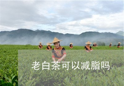 老白茶可以减脂吗/2023071344058