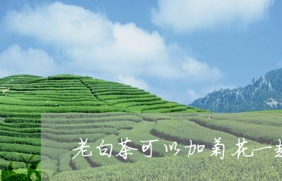 老白茶可以加菊花一起泡吗/2023042761827