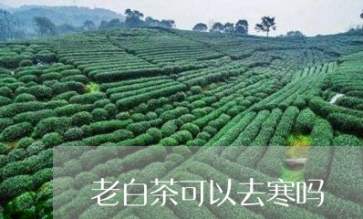 老白茶可以去寒吗/2023070871485