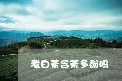 老白茶含茶多酚吗/2023070826140