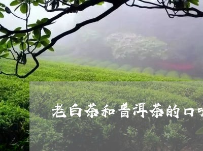 老白茶和普洱茶的口味/2023120720504